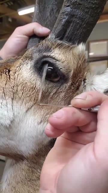 在羊眼睛里发现一层膜轻轻地就能解下来有人知道这是什么东西吗