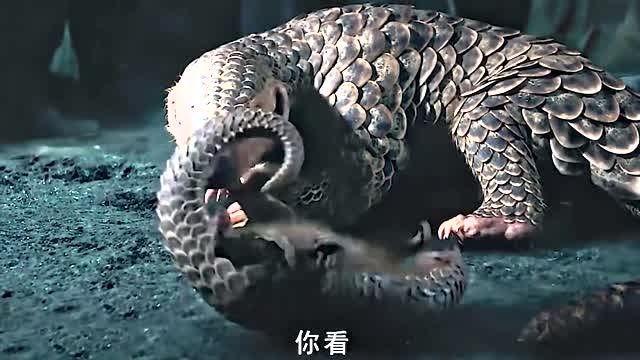 盗墓:搬山的穿山穴陵甲确实了得,一只穿山甲就能打出千年古墓