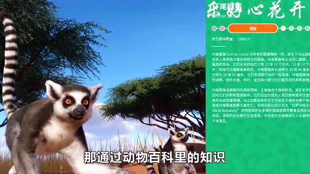 动物园之星:帮助环尾狐猴繁殖