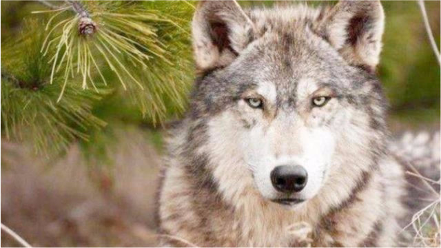 二哈的狗生巅峰!最像狼的二哈,和狼做兄弟,找狼做媳妇儿