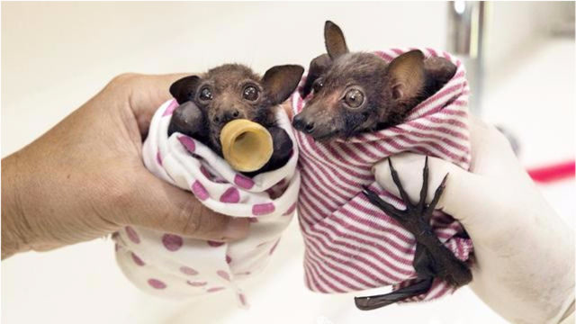 蝙蝠宝宝遭遇车祸被救出,喂东西吃就变萌货