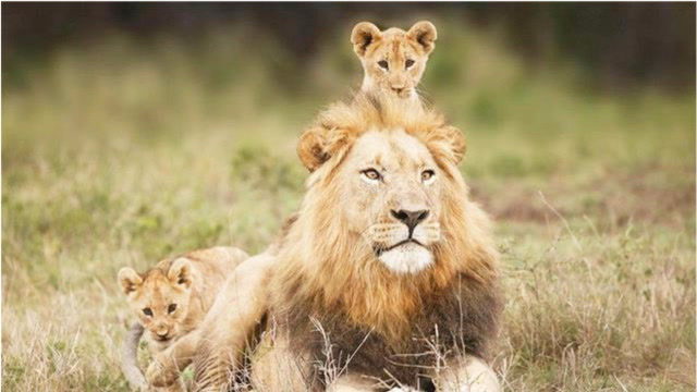 雄狮心情不佳,小狮子的做法触动游客的心坎!真暖