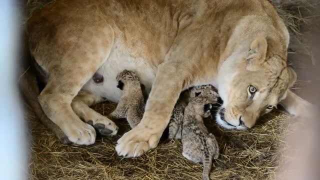 刚生完宝宝的狮子好凶