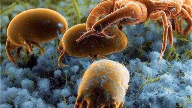 天天睡的枕巾上螨虫滋生,学会这一招,不用水洗再也没有螨虫出现