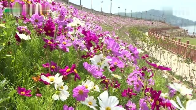 三水北江大堤花海图片