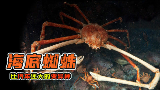 生活在海底"巨无霸"螃蟹!身长4米以上——日本蜘蛛蟹