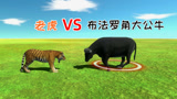 老虎和大公牛展开了殊死搏斗，谁能赢？结局不是一般的意外
