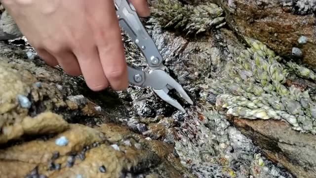 最近迷上了拔藤壶虽然不是很好拔但是我却觉得很有意思呢