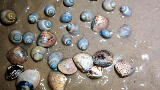 通宵赶海就是爽鸡屎螺泛滥的根本捡不完二蛋一直喊发财了