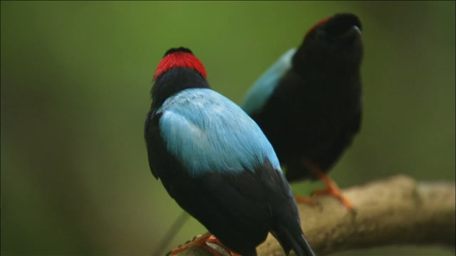 长尾侏儒鸟兄弟搭档起舞吸引异性!是无私合作还是长远打算?