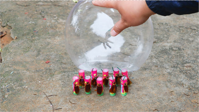 将10只蟑螂粘在跳猫烟花上点燃,用玻璃缸罩住,会发生什么?
