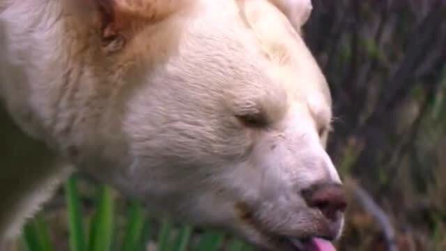 最可怜的棕熊因白化病全身雪白每年冬眠都会被动物保护者转移你们确定