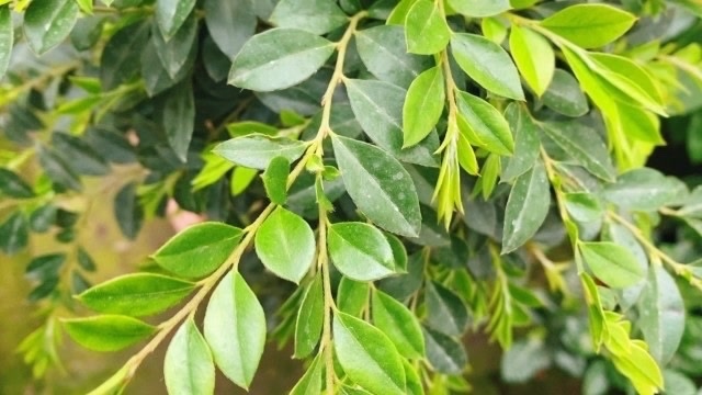 小叶紫檀这样养护,新叶不断长出,生长旺盛!