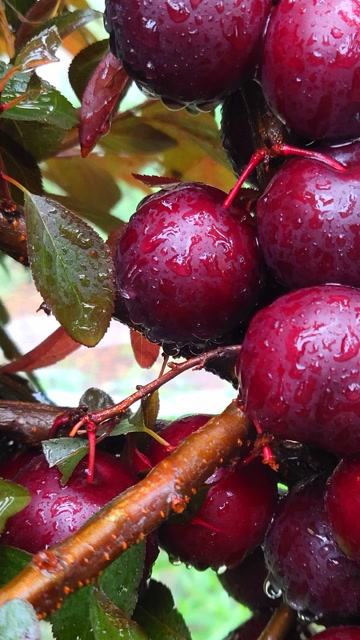 黑珍珠大钙果树苗多少钱一株