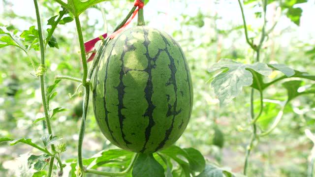 寒亭固堤西瓜界新晋网红——"小滑头"