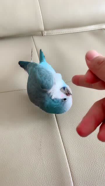 训练鹦鹉翻跟头只要掌握方法就是这么简单真是让人羡慕不已