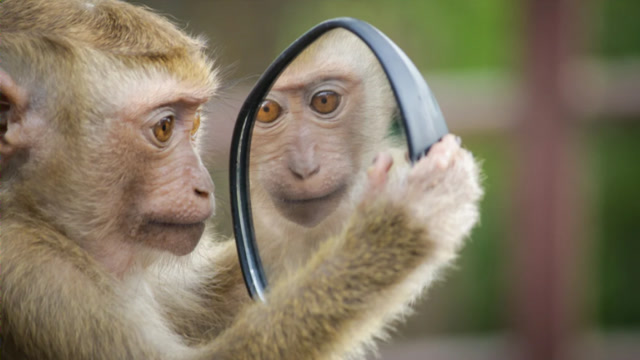 脑科学经典实验:训练猴子认识镜子中的自己