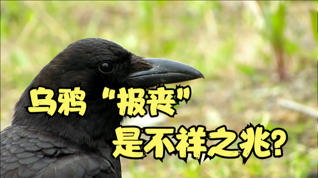 乌鸦"报丧"是不祥之兆?是时候给乌鸦正名了!