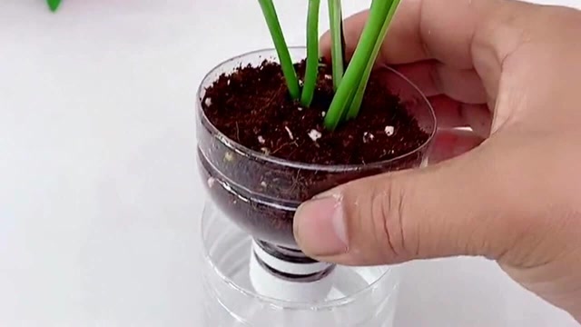 矿泉水瓶做扦插小花瓶,漂亮又好看,这种做法完美的实现的二次利用!