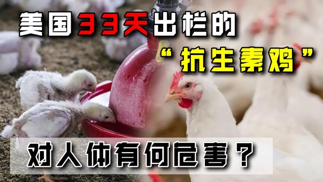 美国出栏的"抗生素鸡,对人体有何危害?每年近300万人感染细菌