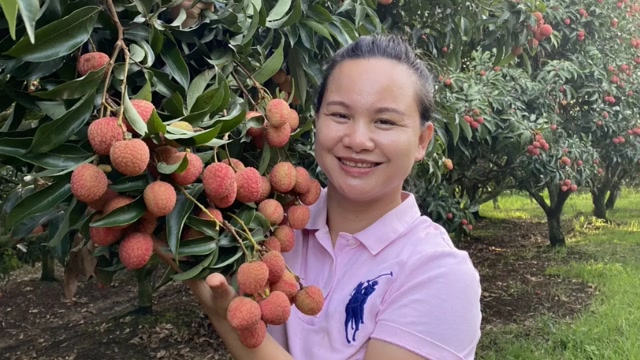 广西网红巧妇9妹卖荔枝32元1斤,我们这边荔枝9元,9妹的贵吗?