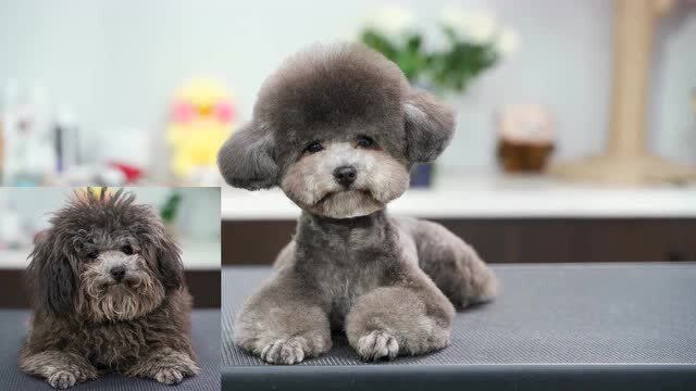 给灰泰迪洗澡剪毛,狗狗很长没有打理了,最后剪完的样子你喜欢吗!