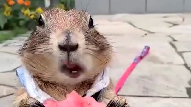 你见过土拨鼠吃西瓜吗?一小口一小口的样子实在太可爱啦!