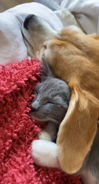 和狗狗一起睡觉还有小被子盖,真好!