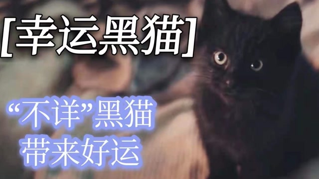 不详的黑猫却带来好运善良终有回报电影种草指南大赛幸运黑猫