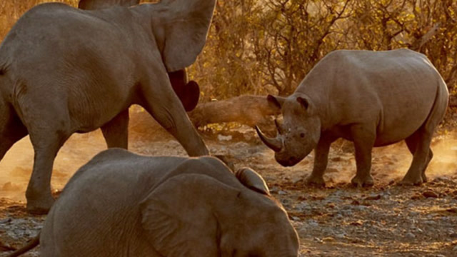 大象戏耍小犀牛,被母犀牛攻击受伤,气得将愤怒发泄在树干上