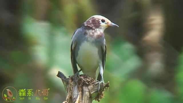 这种鸟叫丝光椋鸟又名牛屎八哥主要以昆虫为食