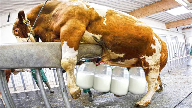 奶牛怎么养牛奶怎么产,看完就明白了