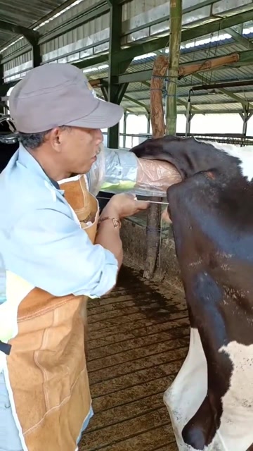 诚挚!牛人工授精的最佳时期"兴味盎然"-第1张图片-追风博客