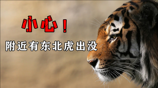 小心!附近有东北虎出没?