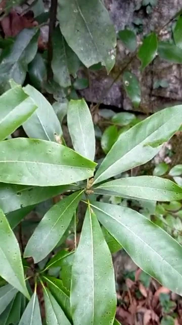 今天去大山发现一片金丝楠木,运气真好这下发财了