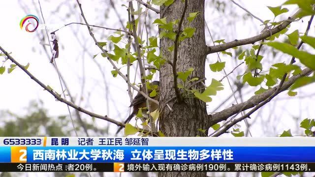 西南林业大学秋海 立体呈现生物多样性