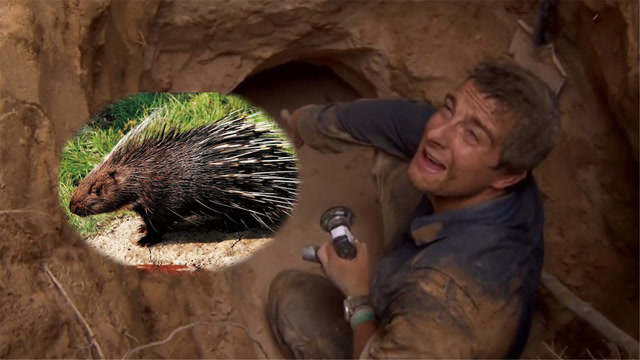 贝爷沙漠求生,遇到豪猪出洞,为自保变成非洲烤乳猪,纪录片