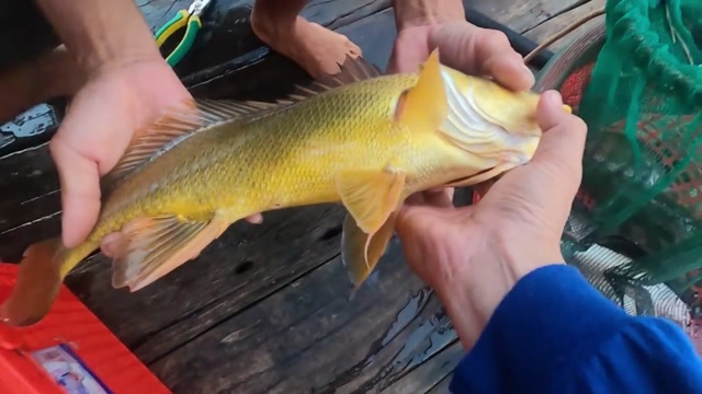 野外钓鱼,意外钓到名贵黄花鱼,一般人不舍得吃