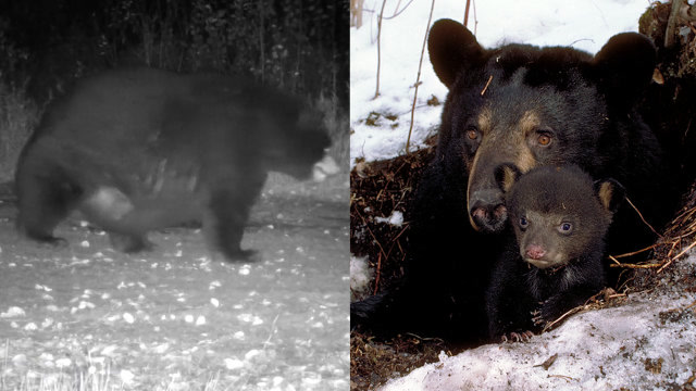 公园摄像头拍到大胖熊,肚子大如待产孕妇
