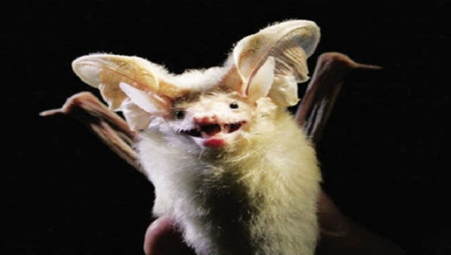 揭秘最诡异动物:沙漠长耳蝠视毒蝎为美食