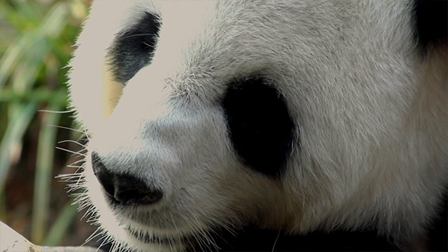 大熊猫为什么长"黑眼圈"?专家给出的这个解释,我不服!