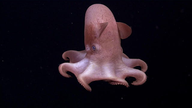 十大最萌的章鱼图片