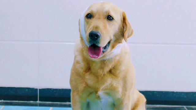 《神犬小七3》拍摄特辑大剧透,竟有狗狗离开?