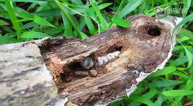 海南降真香结香方式--虫漏1