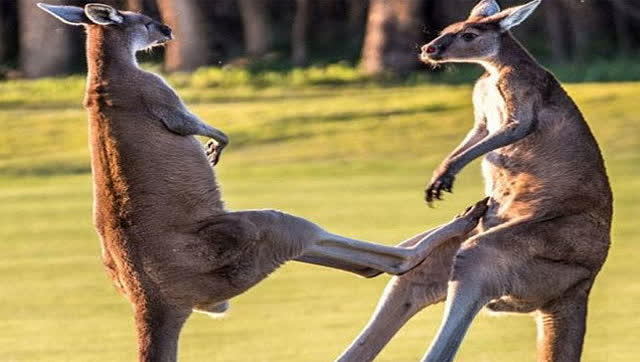 一家人逛公园偶遇"格斗"袋鼠 拳打脚踢场面劲爆