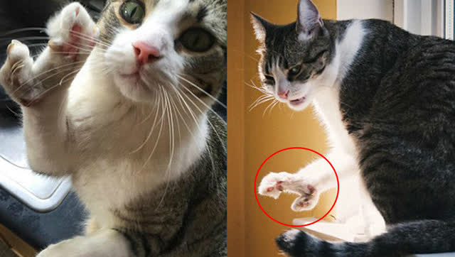 "龙虾猫"天生有爪形足 这畸形手 让它受了这么多苦