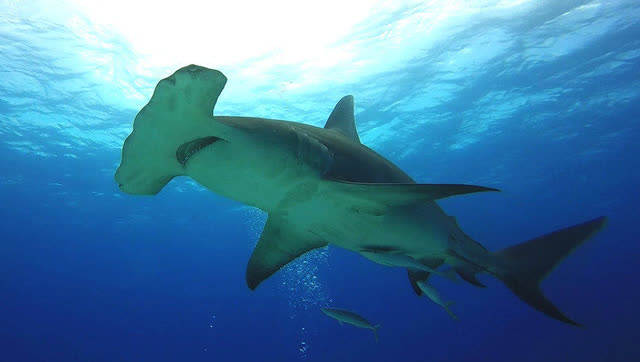 锤头鲨鳍gopro-4k