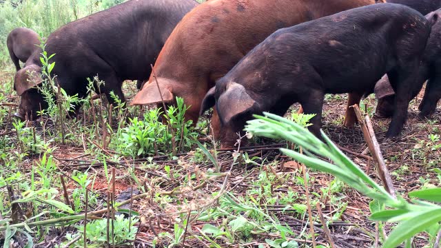 林下放养跑山猪