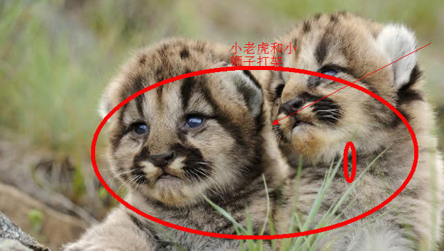 幼狮和幼虎干架,萌坏了大家可是依然透着王者霸气