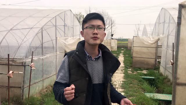 探访马鞍山市含山县林头镇的光头草莓园